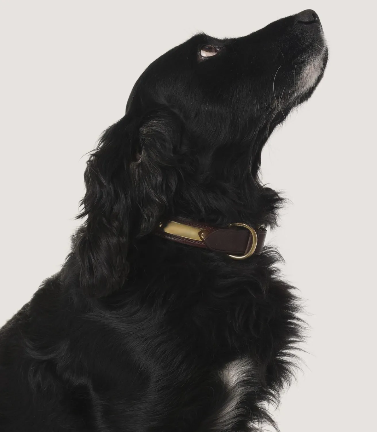 Bridle Leather Dog Collar In Brown.-Purdey Clearance
